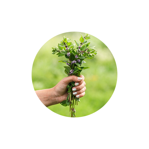 Knotty Detangling Spray - Wild Mint