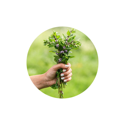Knotty Detangling Spray - Wild Mint